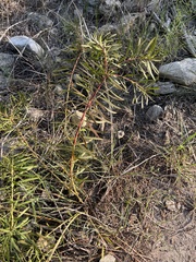 Stillingia texana