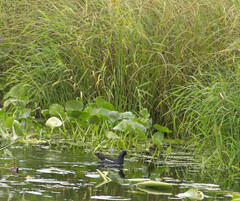 Gallinula chloropus