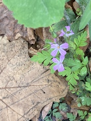 Geranium robertianum