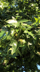 Liquidambar