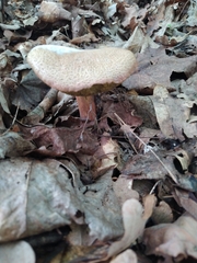 Xerocomellus chrysenteron