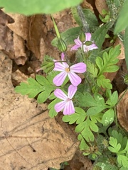 Geranium robertianum