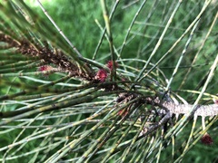 Allocasuarina verticillata