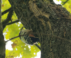 Dendrocopos leucotos