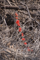 Combretum platypetalum