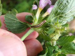 Perizoma alchemillata