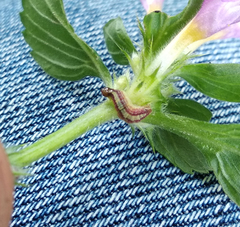 Perizoma alchemillata