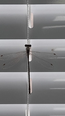 Lestes virens vestalis