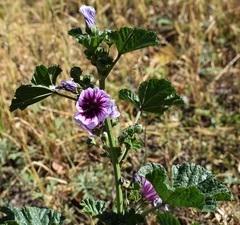 Malva sylvestris mauritiana