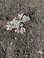 Eriogonum ovalifolium