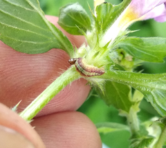 Perizoma alchemillata