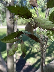 Sorbus americana