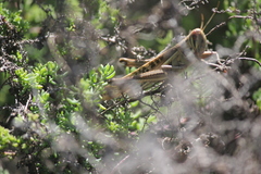 Austracris guttulosa