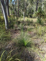 Xanthorrhoea