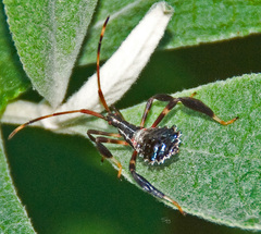Acanthocephala terminalis