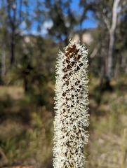 Xanthorrhoea