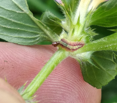 Perizoma alchemillata