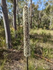 Xanthorrhoea