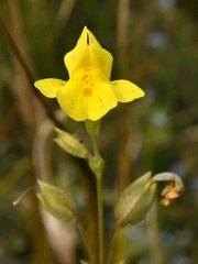 Erythranthe guttata