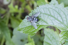 Tachinidae