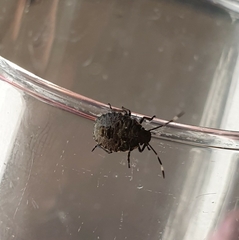 Rhaphigaster nebulosa