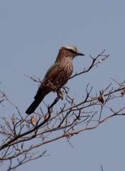 Coracias naevius mosambicus