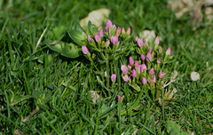 Centaurium erythraea
