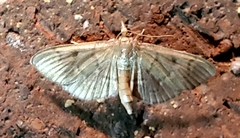 Herpetogramma aeglealis