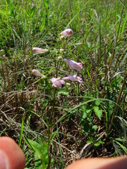 Penstemon australis