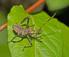 Acanthocephala terminalis