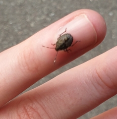 Rhaphigaster nebulosa