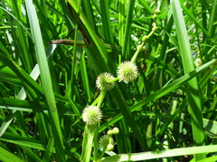 Sparganium americanum