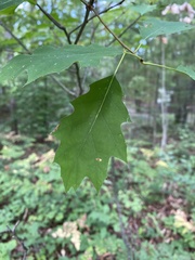Quercus rubra