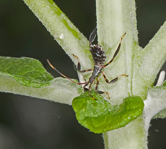 Acanthocephala terminalis