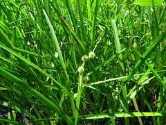 Sparganium americanum