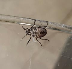 Rhaphigaster nebulosa