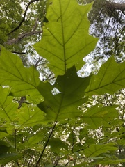 Quercus rubra