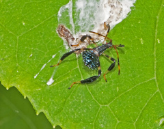 Acanthocephala terminalis