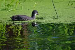 Fulica atra