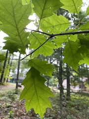 Quercus rubra