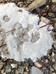 Kretzschmaria deusta