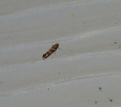 Aristotelia roseosuffusella