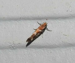 Aristotelia roseosuffusella