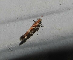 Aristotelia roseosuffusella