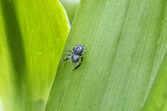 Salticidae