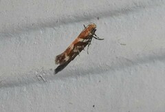 Aristotelia roseosuffusella