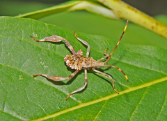Acanthocephala terminalis