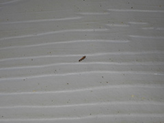 Aristotelia roseosuffusella