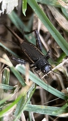 Eunemobius carolinus
