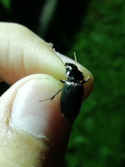 Anisodactylus signatus